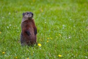 Groundhog-300x199