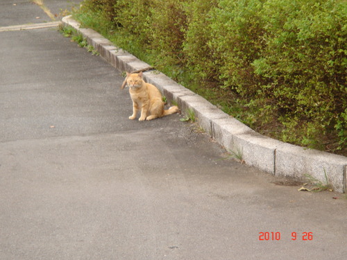 猫