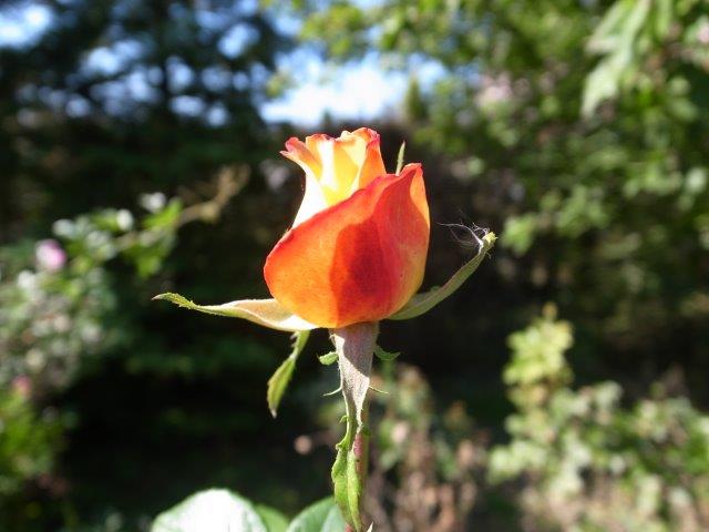 R0038608