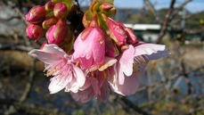 DSCN1434