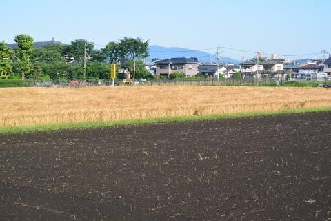 DSC_4819 (640x427)