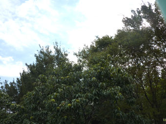 111001 660kuri