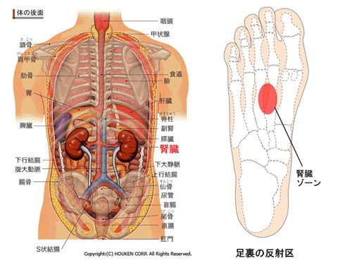 腎の位置と足の反射区