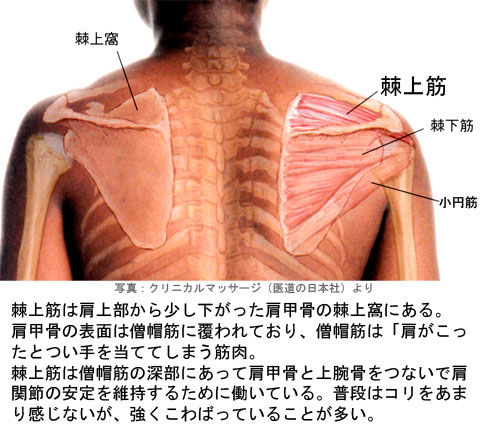 棘上筋01