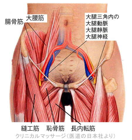 鼡径部01