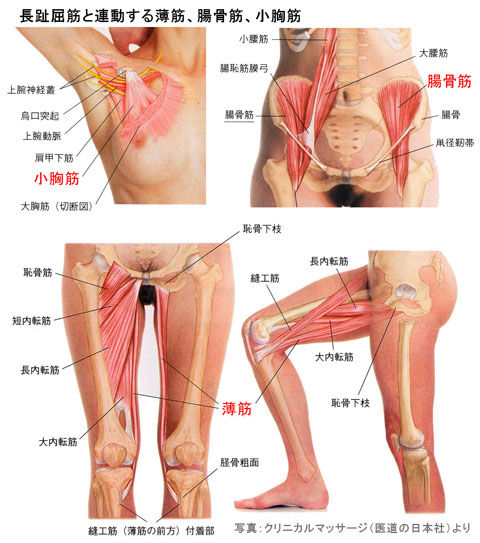 長趾屈筋と連動する薄筋、腸骨筋、小胸筋
