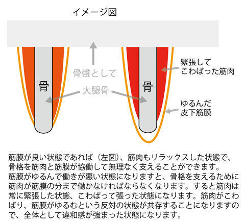 筋膜がゆるんで筋肉が緊張