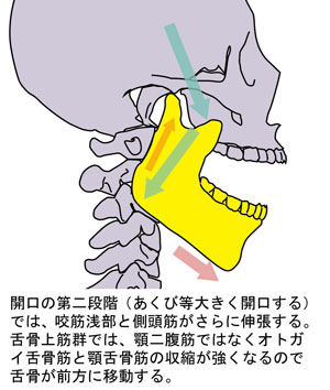 顎関節の動き03