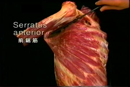 前鋸筋