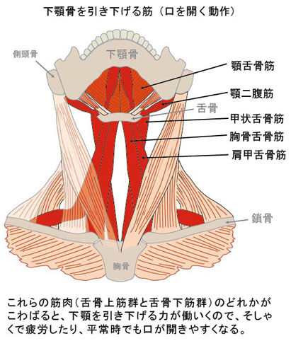 下顎骨を引き下げる筋