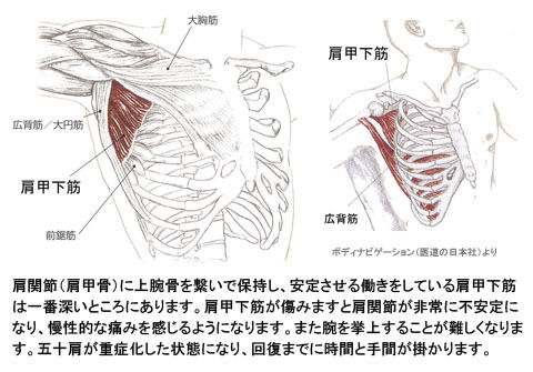 肩甲下筋03