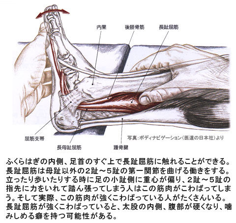 長趾屈筋01