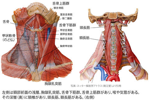 頚部前面と椎前筋