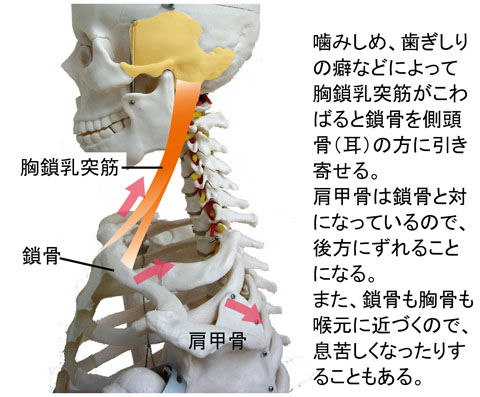 胸鎖乳突筋と肩甲骨の関係