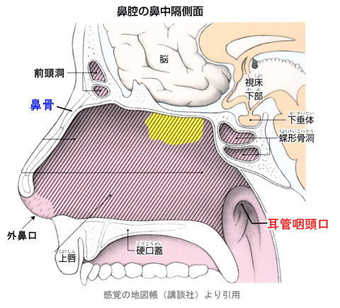 鼻腔の鼻中隔側面