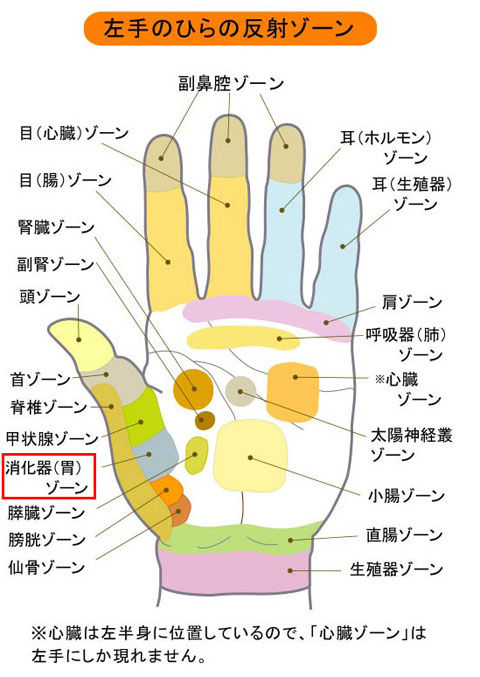 掌_胃の反射区