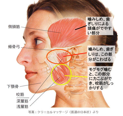 噛みしめと正しい咀嚼の咬筋
