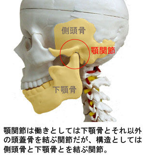 顎関節