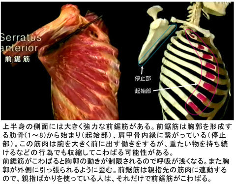 前鋸筋_起始停止