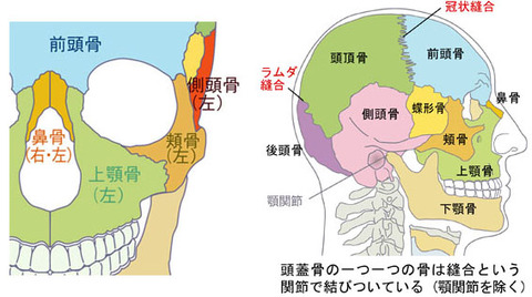 頭蓋骨の縫合