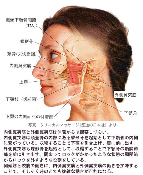 内側翼突筋と外側翼突筋