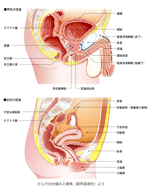 骨盤内臓断面02
