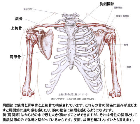 肩関節の骨格