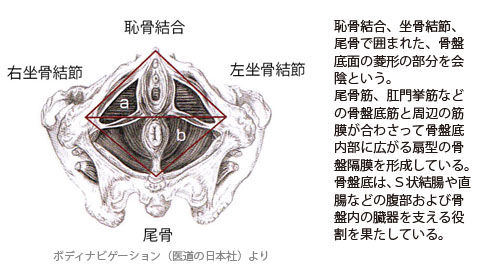 会陰01