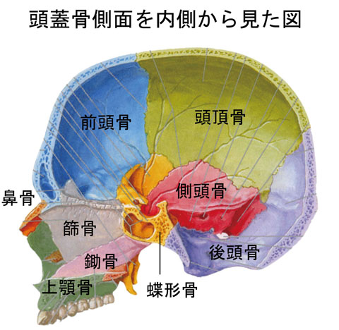 頭蓋骨内部側面