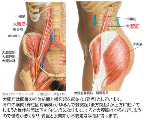大腰筋の前面と側面