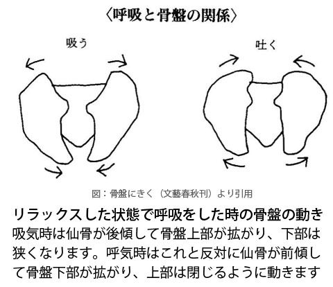 呼吸と骨盤との関係