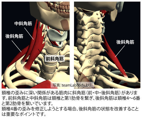 斜角筋の中の後斜角筋