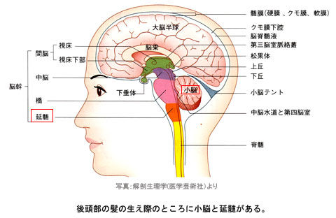 小脳と延髄