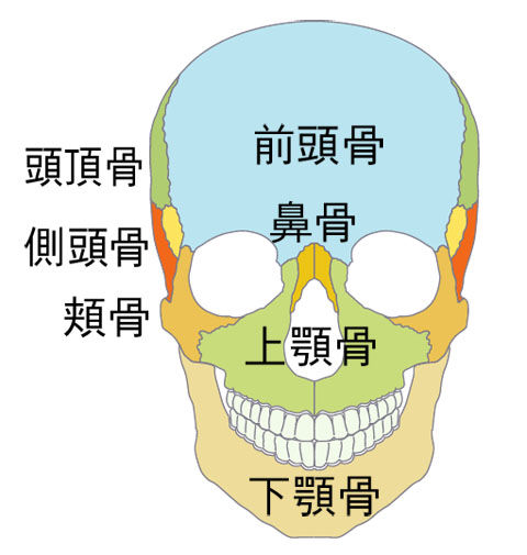 頭蓋前面