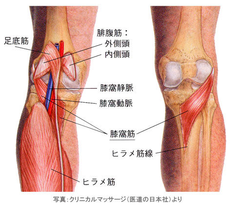 膝窩筋