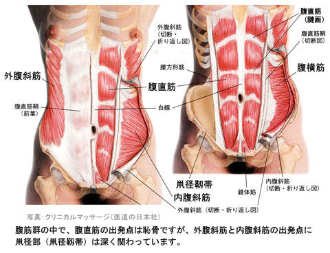 鼡径部は腹筋の起始部