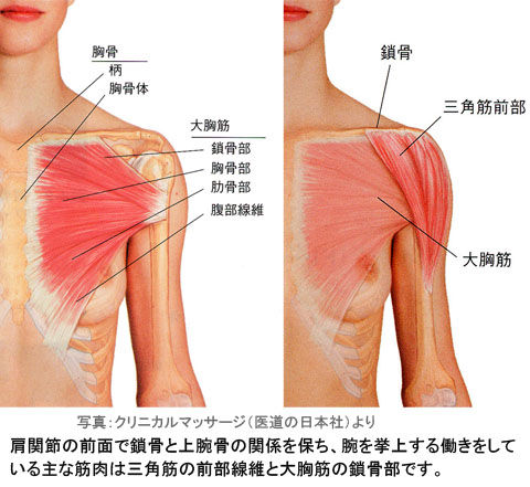 肩関節前面の大胸筋と三角筋