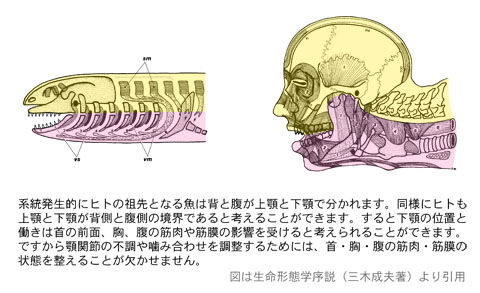 腹側と背側の境(上顎と下顎)