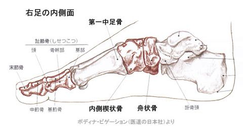 足骨格内側面