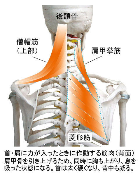 肩甲骨を引き上げる筋