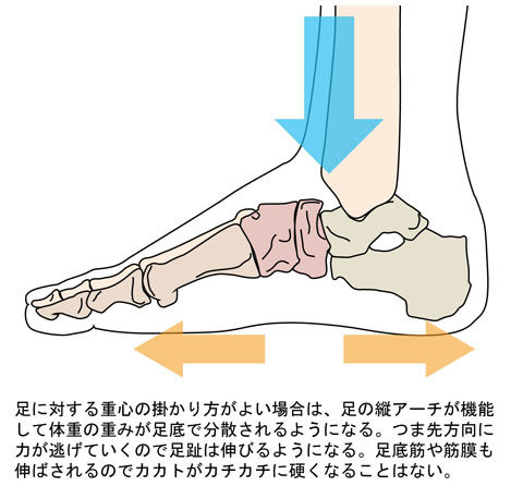 足に掛かる重心と足底_1