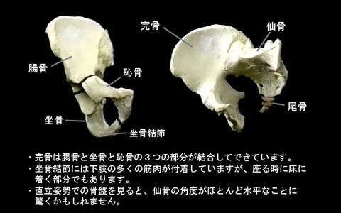 骨盤基礎02