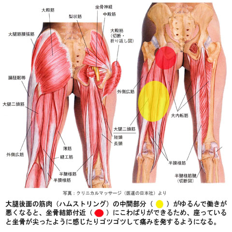 ハムスト「ゆ」で坐骨「こ」