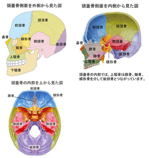 頭蓋の内部図