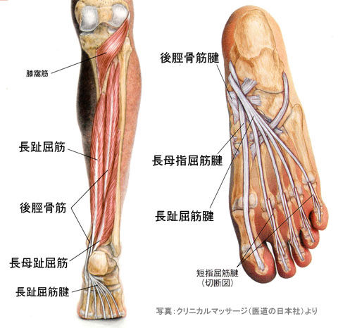 長母指屈筋・長趾屈筋・後脛骨筋
