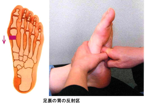 足裏_胃の反射区