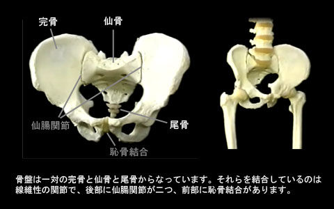骨盤基礎01