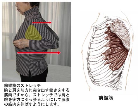 前鋸筋のストレッチ