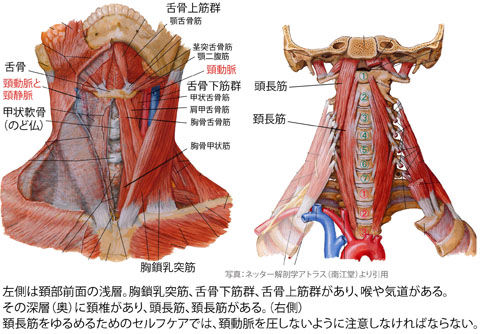 頚部前面と椎前筋2