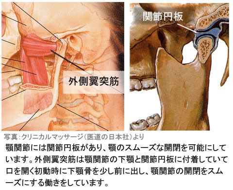 外側翼突筋と関節円板